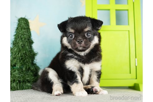 成約済の千葉県のチワワ(ロングコート)-275711の3枚目