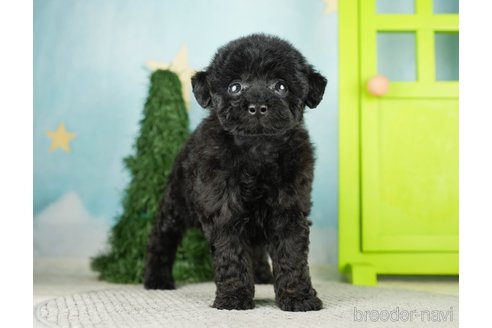 成約済の千葉県のトイプードル-275712の7枚目