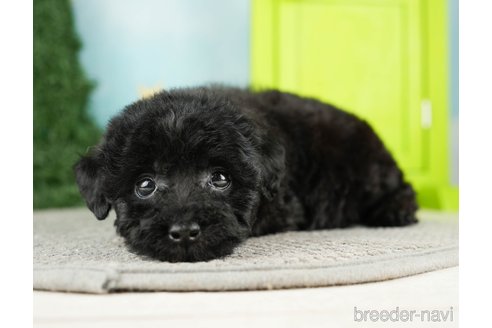 成約済の千葉県のトイプードル-275712の4枚目