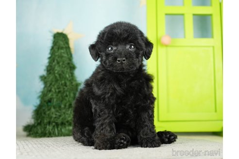 成約済の千葉県のトイプードル-275712の5枚目