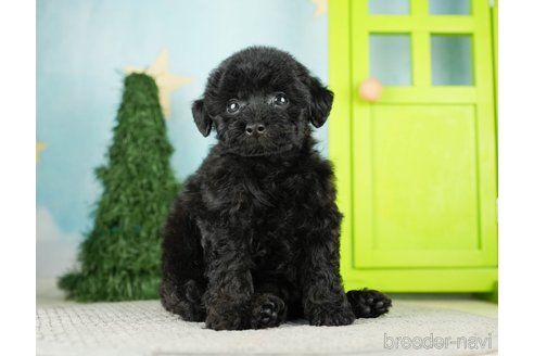 成約済の千葉県のトイプードル-275712の6枚目