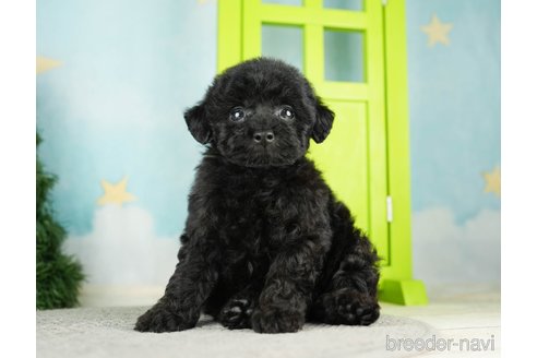 成約済の千葉県のトイプードル-275712の2枚目