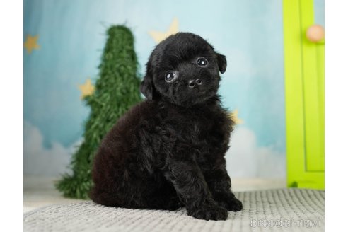 成約済の千葉県のトイプードル-275714の9枚目