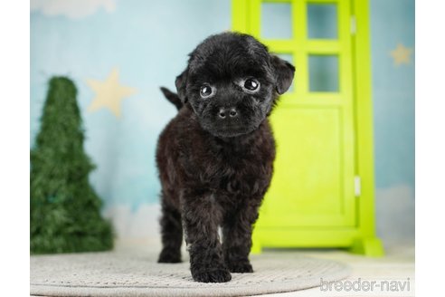 成約済の千葉県のトイプードル-275714の1枚目