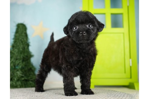 成約済の千葉県のトイプードル-275714の5枚目