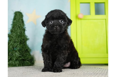 成約済の千葉県のトイプードル-275714の6枚目