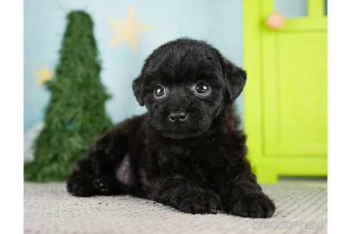 成約済の千葉県のトイプードル-275714の8枚目