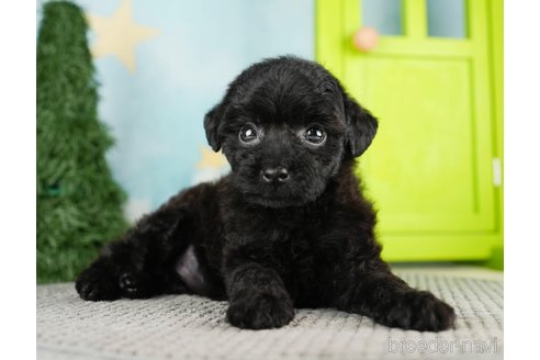 成約済の千葉県のトイプードル-275714の3枚目