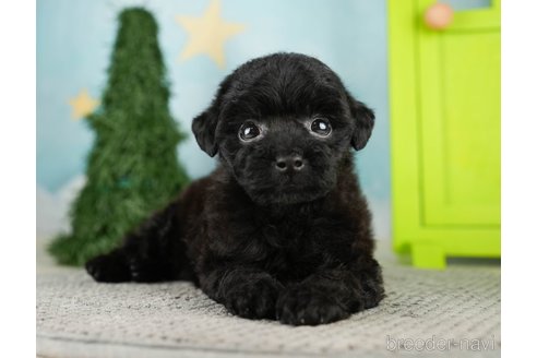 成約済の千葉県のトイプードル-275714の4枚目