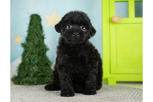 成約済の千葉県のトイプードル-275714の2枚目