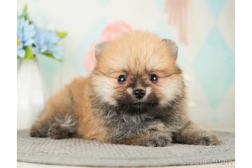 成約済の千葉県のポメラニアン-275724の12枚目