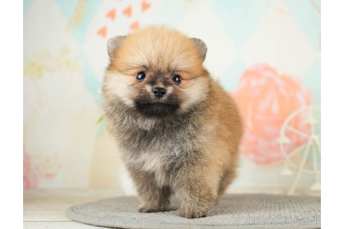 成約済の千葉県のポメラニアン-275724の14枚目