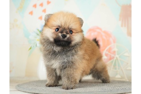 成約済の千葉県のポメラニアン-275724の10枚目