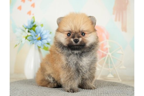 成約済の千葉県のポメラニアン-275724の11枚目
