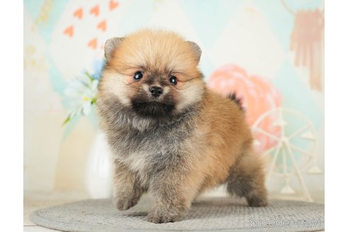 成約済の千葉県のポメラニアン-275724の5枚目