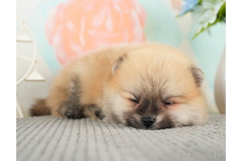 成約済の千葉県のポメラニアン-275727の5枚目