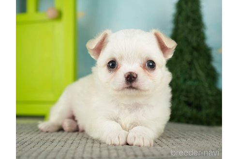 成約済の千葉県のチワワ(ロングコート)-275729の1枚目