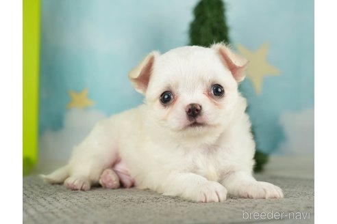 成約済の千葉県のチワワ(ロングコート)-275729の11枚目