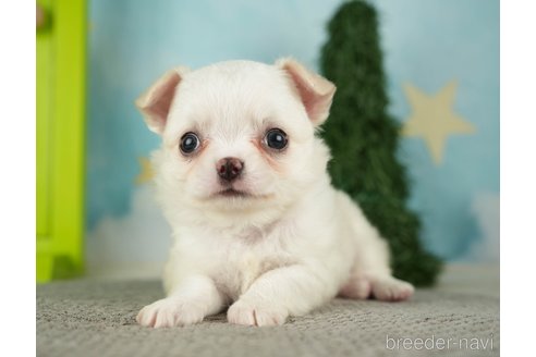 成約済の千葉県のチワワ(ロングコート)-275729の5枚目