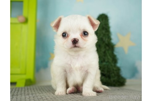 成約済の千葉県のチワワ(ロングコート)-275729の6枚目