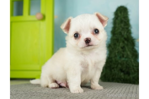 成約済の千葉県のチワワ(ロングコート)-275729の8枚目