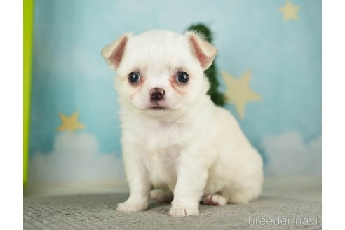 成約済の千葉県のチワワ(ロングコート)-275729の7枚目