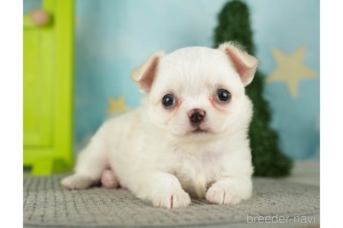 成約済の千葉県のチワワ(ロングコート)-275729の9枚目