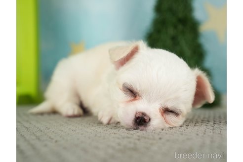 成約済の千葉県のチワワ(ロングコート)-275729の10枚目