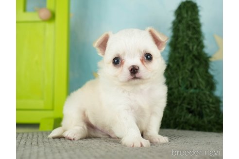 成約済の千葉県のチワワ(ロングコート)-275729の4枚目