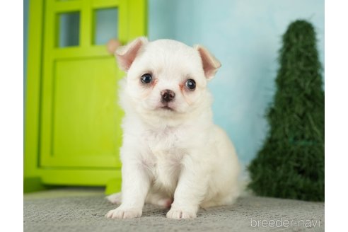 成約済の千葉県のチワワ(ロングコート)-275729の2枚目