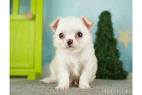 成約済の千葉県のチワワ(ロングコート)-275729の3枚目