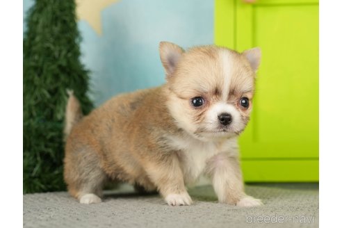 成約済の千葉県のチワワ(ロングコート)-275731の9枚目