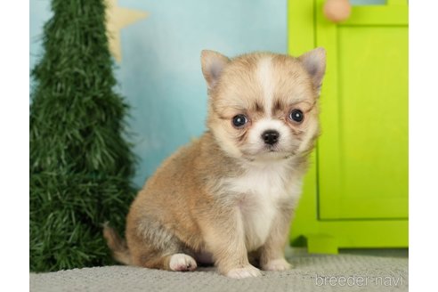 成約済の千葉県のチワワ(ロングコート)-275731の1枚目