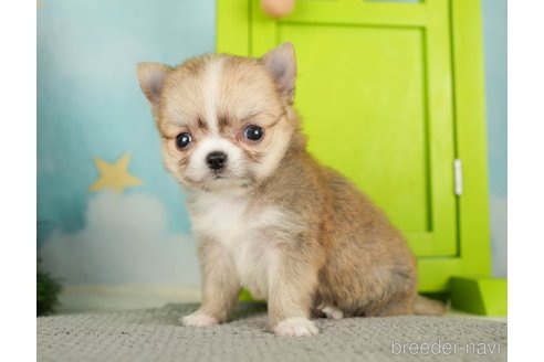 成約済の千葉県のチワワ(ロングコート)-275731の11枚目