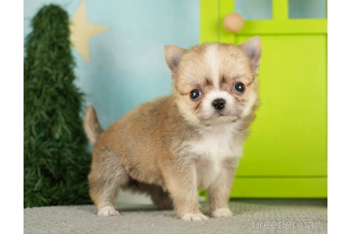 成約済の千葉県のチワワ(ロングコート)-275731の10枚目