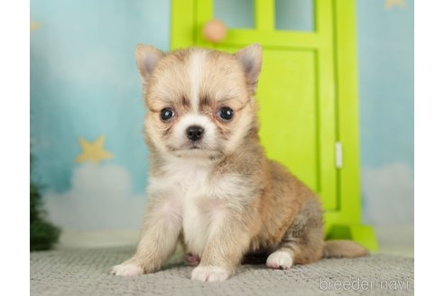 成約済の千葉県のチワワ(ロングコート)-275731の12枚目