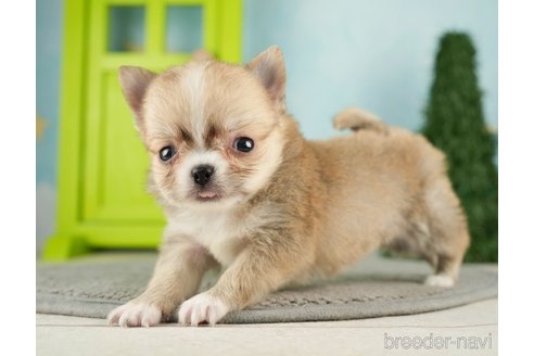 成約済の千葉県のチワワ(ロングコート)-275731の8枚目