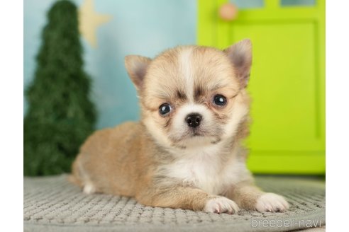 成約済の千葉県のチワワ(ロングコート)-275731の3枚目