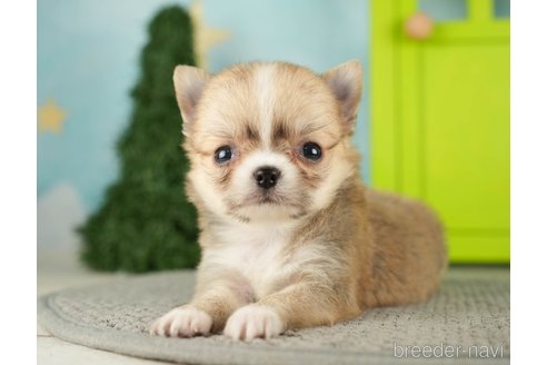 成約済の千葉県のチワワ(ロングコート)-275731の4枚目