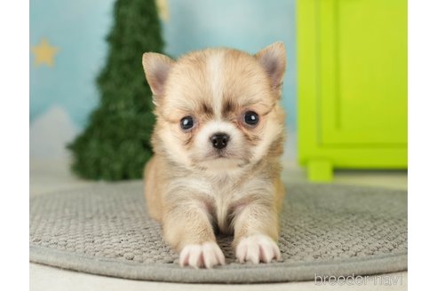 成約済の千葉県のチワワ(ロングコート)-275731の5枚目