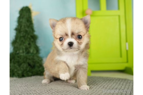 成約済の千葉県のチワワ(ロングコート)-275731の6枚目