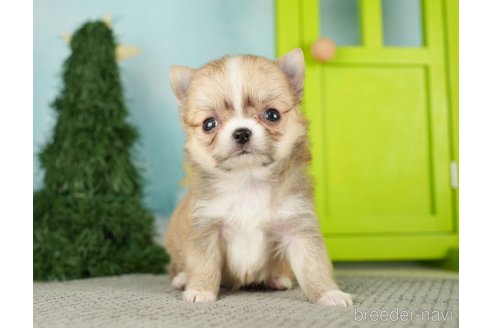 成約済の千葉県のチワワ(ロングコート)-275731の7枚目