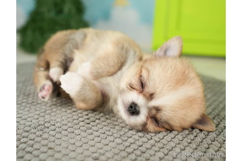 成約済の千葉県のチワワ(ロングコート)-275731の2枚目