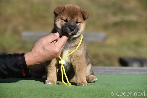 成約済の三重県の柴犬-275734の1枚目