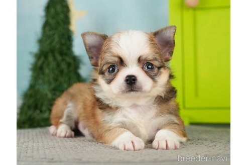 成約済の千葉県のチワワ(ロングコート)-275735