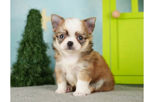 成約済の千葉県のチワワ(ロングコート)-275735の11枚目