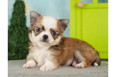 成約済の千葉県のチワワ(ロングコート)-275735の12枚目