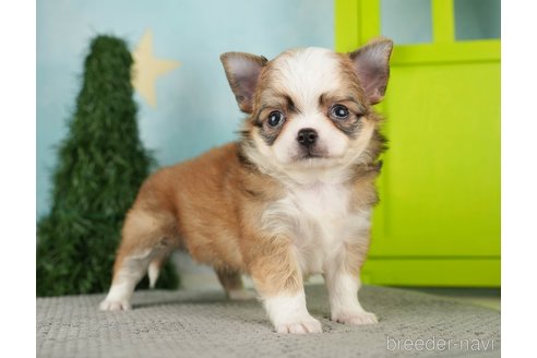 成約済の千葉県のチワワ(ロングコート)-275735の7枚目