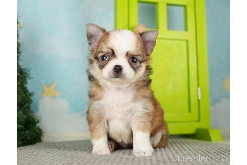 成約済の千葉県のチワワ(ロングコート)-275735の8枚目