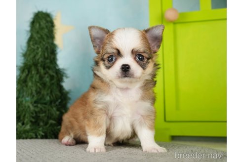 成約済の千葉県のチワワ(ロングコート)-275735の6枚目